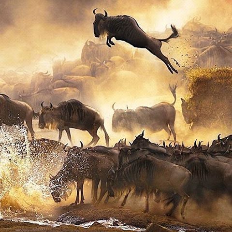 Safari N Smile : Kenya wildbeast migration.
