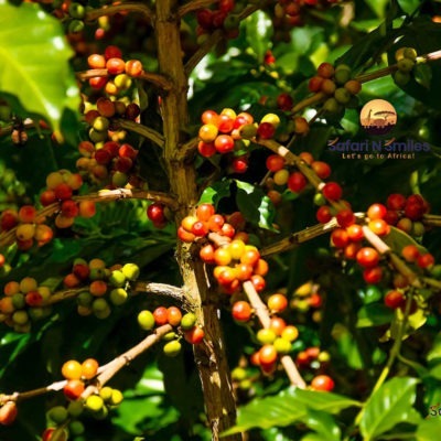 coffee