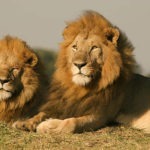 Two male African Lions, Masai Mara, Kenya