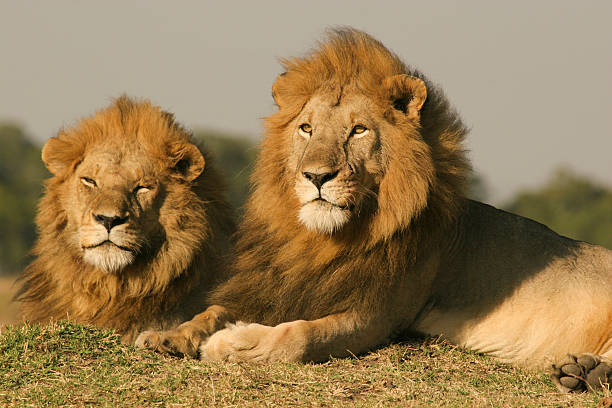 Two male African Lions, Masai Mara, Kenya
