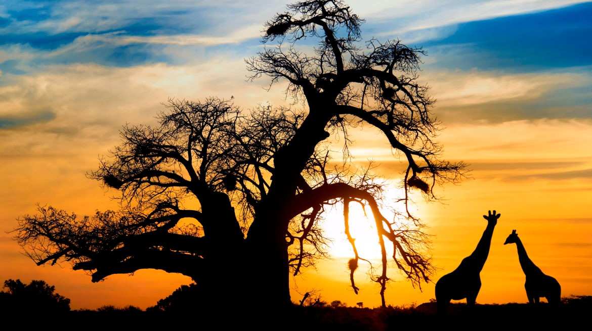 kenya_sunset-giraffes