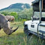 rhino at meru national