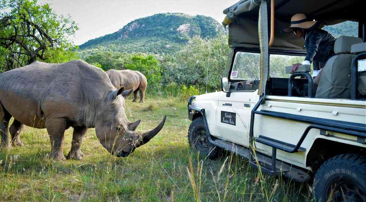 rhino at meru national