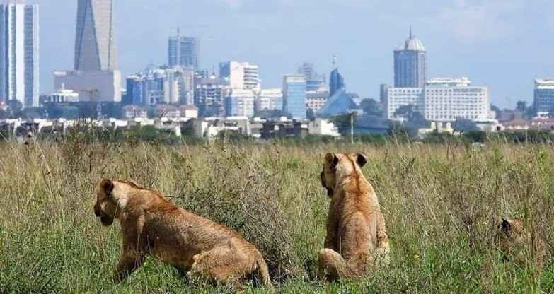 nairobi natioal park