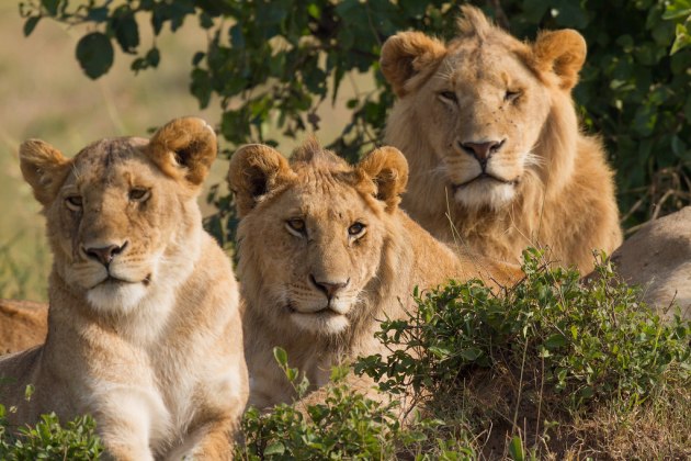 lion pride Samburu Reserve