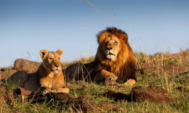 maasai mara lions