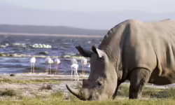 Lake-Nakuru-National-Park-7-scaled